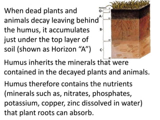 When dead plants and
animals decay leaving behind
the humus, it accumulates
just under the top layer of
soil (shown as Horizon “A”)
Humus inherits the minerals that were
contained in the decayed plants and animals.
Humus therefore contains the nutrients
(minerals such as, nitrates, phosphates,
potassium, copper, zinc dissolved in water)
that plant roots can absorb.
 
