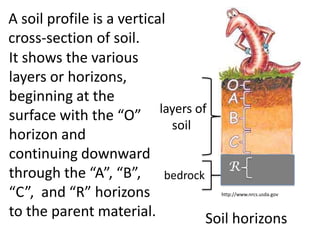 A soil profile is a vertical
cross-section of soil.
It shows the various
layers or horizons,
beginning at the
                           layers of
surface with the “O”
                             soil
horizon and
continuing downward
through the “A”, “B”, bedrock R
“C”, and “R” horizons                http://www.nrcs.usda.gov


to the parent material.             Soil horizons
 