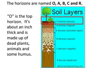 The horizons are named O, A, B, C and R.

“O” is the top
horizon. It's
about an inch
thick and is
made up of
dead plants,
animals and
some humus.
 
