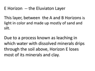 E Horizon -- the Eluviaton Layer
This layer, between the A and B Horizons is
light in color and made up mostly of sand and
silt.

Due to a process known as leaching in
which water with dissolved minerals drips
through the soil above, Horizon E loses
most of its minerals and clay.
 