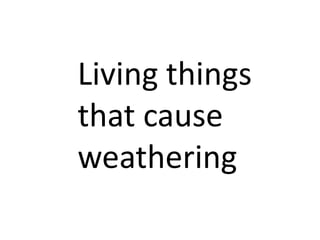 Living things
that cause
weathering
 