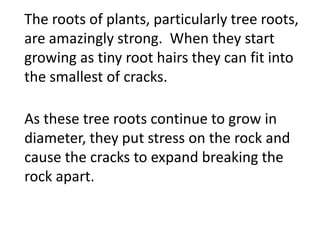 The roots of plants, particularly tree
roots, are amazingly strong. When they start
growing as tiny root hairs they can fit into
the smallest of cracks.

As these tree roots continue to grow in
diameter, they put stress on the rock and
cause the cracks to expand breaking the
rock apart.
 