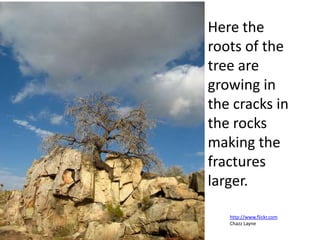 Here the
roots of the
tree are
growing in
the cracks in
the rocks
making the
fractures
larger.

   http://www.flickr.com
   Chazz Layne
 