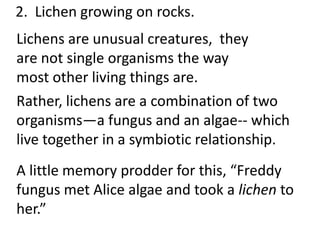 2. Lichen growing on rocks.
Lichens are unusual creatures, they
are not single organisms the way
most other living things are.
Rather, lichens are a combination of two
organisms—a fungus and an algae-- which
live together in a symbiotic relationship.
A little memory prodder for this, “Freddy
fungus met Alice algae and took a lichen to
her.”
 