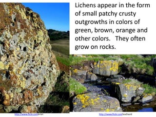 Lichens appear in the form
                             of small patchy crusty
                             outgrowths in colors of
                             green, brown, orange and
                             other colors. They often
                             grow on rocks.




http://www.flickr.combrian           http://www.flickr.comSeaDavid
 