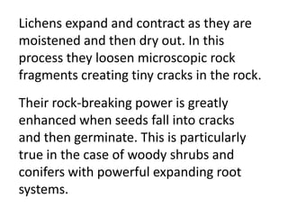 Lichens expand and contract as they are
moistened and then dry out. In this
process they loosen microscopic rock
fragments creating tiny cracks in the rock.
Their rock-breaking power is greatly
enhanced when seeds fall into cracks
and then germinate. This is particularly
true in the case of woody shrubs and
conifers with powerful expanding root
systems.
 
