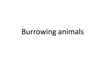 Burrowing animals
 