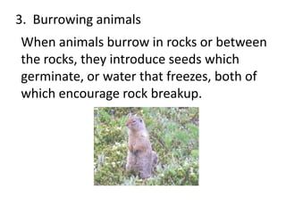 3. Burrowing animals
When animals burrow in rocks or between
the rocks, they introduce seeds which
germinate, or water that freezes, both of
which encourage rock breakup.
 