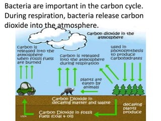 Bacteria are important in the carbon cycle.
During respiration, bacteria release carbon
dioxide into the atmosphere.




    USDA
 