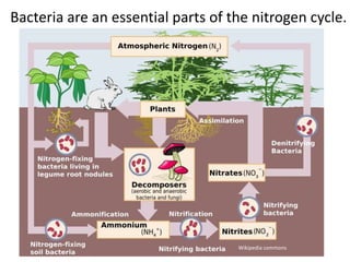Bacteria are an essential parts of the nitrogen cycle.




                                    Wikipedia commons
 