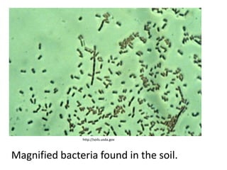 http://soils.usda.gov



Magnified bacteria found in the soil.
 