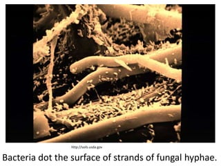 http://soils.usda.gov


Bacteria dot the surface of strands of fungal hyphae.
 