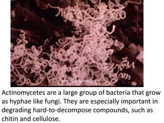 http://soils.usda.gov/


Actinomycetes are a large group of bacteria that grow
as hyphae like fungi. They are especially important in
degrading hard-to-decompose compounds, such as
chitin and cellulose.
 