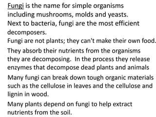 Fungi is the name for simple organisms
including mushrooms, molds and yeasts.
Next to bacteria, fungi are the most efficient
decomposers.
Fungi are not plants; they can't make their own food.
They absorb their nutrients from the organisms
they are decomposing. In the process they release
enzymes that decompose dead plants and animals
Many fungi can break down tough organic materials
such as the cellulose in leaves and the cellulose and
lignin in wood.
Many plants depend on fungi to help extract
nutrients from the soil.
 