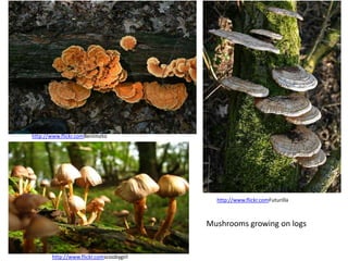 http://www.flickr.comBenimoto




                                           http://www.flickr.comFuturilla



                                         Mushrooms growing on logs


       http://www.flickr.comscoobygirl
 