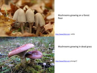 Mushrooms growing on a forest
   floor




http://www.flickr.com mill56




   Mushrooms growing in dead grass




http://www.flickr.com photogirl7
 