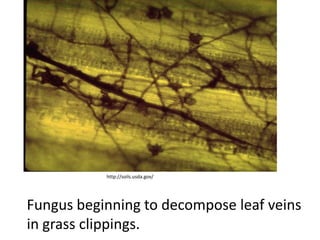 http://soils.usda.gov/




Fungus beginning to decompose leaf veins
in grass clippings.
 
