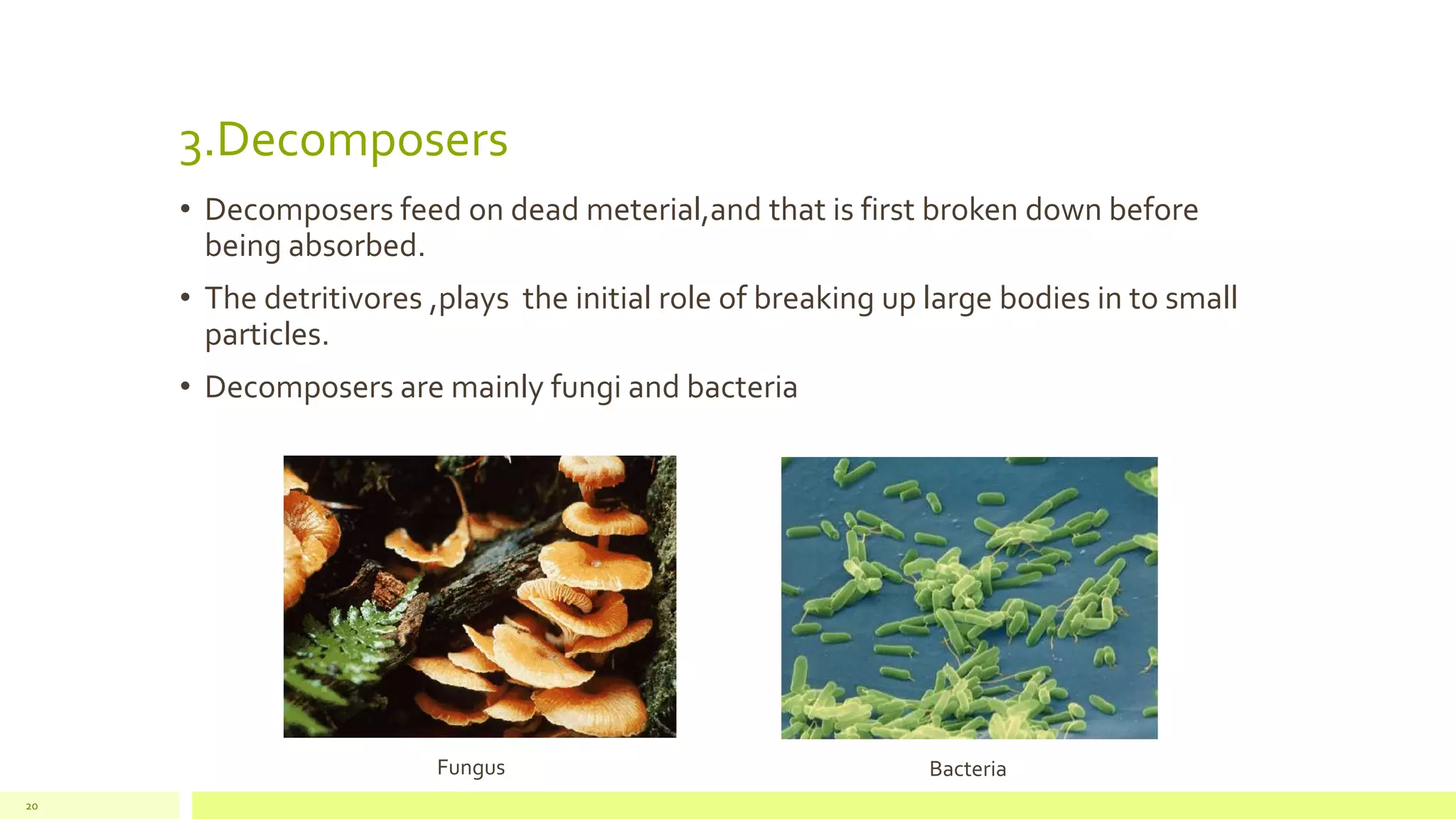 The components of an ecosystem | PPTX