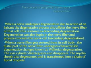 •When a nerve undergoes degeneration due to action of an

irritant the degenerative process also affects the nerve fiber
of that cell; this is known as descending degeneration.
Degeneration can also begin in the nerve fiber and
progress towards the nerve cell (ascending degeneration).
•When a nerve fiber gets severed from its cell body , the
distal part of the nerve fibre undergoes characteristic
degenerative changes known as Wallerian degeneration.
The axis cylinder disintegrates and disappears. The myelin
sheath also degenerates and is transformed into a chain of
lipoid droplets.

 