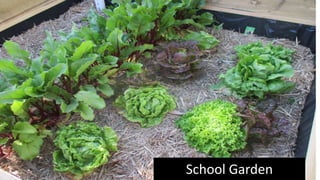 School Garden
 