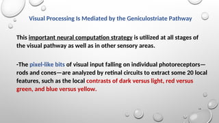 Constructive Nature of Visual Processing | PPT