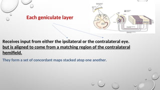 Constructive Nature of Visual Processing | PPT