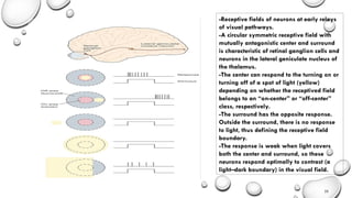On Off Visual Constructive Nature of Visual Processing | PPT