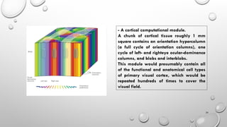 Constructive Nature of Visual Processing | PPT