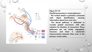 Substol Pathway Constructive Nature of Visual Processing | PPT