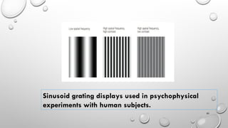 Constructive Nature of Visual Processing | PPT