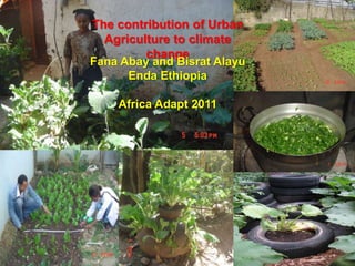 The contribution of Urban Agriculture to climate change  FanaAbay and BisratAlayu Enda Ethiopia Africa Adapt 2011 