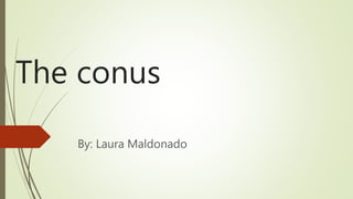 The conus
By: Laura Maldonado