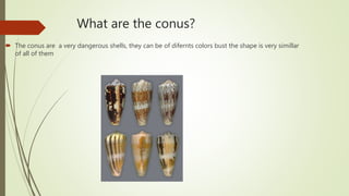 What are the conus?
The conus are a very dangerous shells, they can be of difernts colors bust the shape is very simillar
of all of them