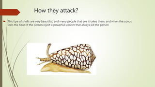 How they attack?
This tipe of shells are very beautiful, and meny people that see it takes them, and when the conus
feels the heat of the person inject a powerfull venom that always kill the person