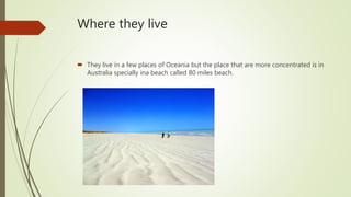 Where they live
They live in a few places of Oceania but the place that are more concentrated is in
Australia specially ina beach called 80 miles beach.