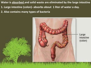 Water is absorbed and solid waste are eliminated by the large intestine
1. Large intestine (colon)- absorbs about 1 liter of water a day.
2. Also contains many types of bacteria
 