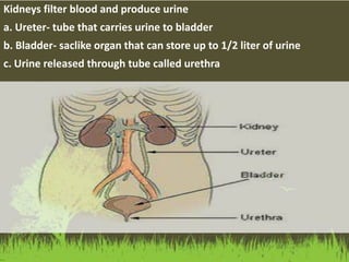 Kidneys filter blood and produce urine
a. Ureter- tube that carries urine to bladder
b. Bladder- saclike organ that can store up to 1/2 liter of urine
c. Urine released through tube called urethra
 