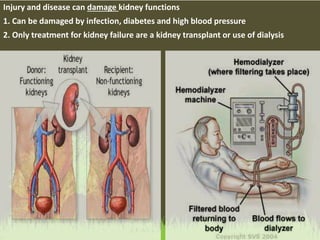 Injury and disease can damage kidney functions
1. Can be damaged by infection, diabetes and high blood pressure
2. Only treatment for kidney failure are a kidney transplant or use of dialysis
 