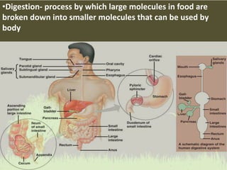 •Digestion- process by which large molecules in food are
broken down into smaller molecules that can be used by
body
 