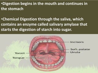 •Digestion begins in the mouth and continues in
the stomach
•Chemical Digestion through the saliva, which
contains an enzyme called salivary amylase that
starts the digestion of starch into sugar.
 