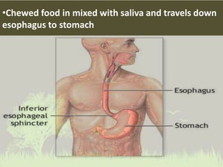 •Chewed food in mixed with saliva and travels down
esophagus to stomach
 
