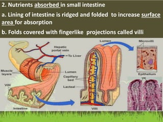 2. Nutrients absorbed in small intestine
a. Lining of intestine is ridged and folded to increase surface
area for absorption
b. Folds covered with fingerlike projections called villi
 