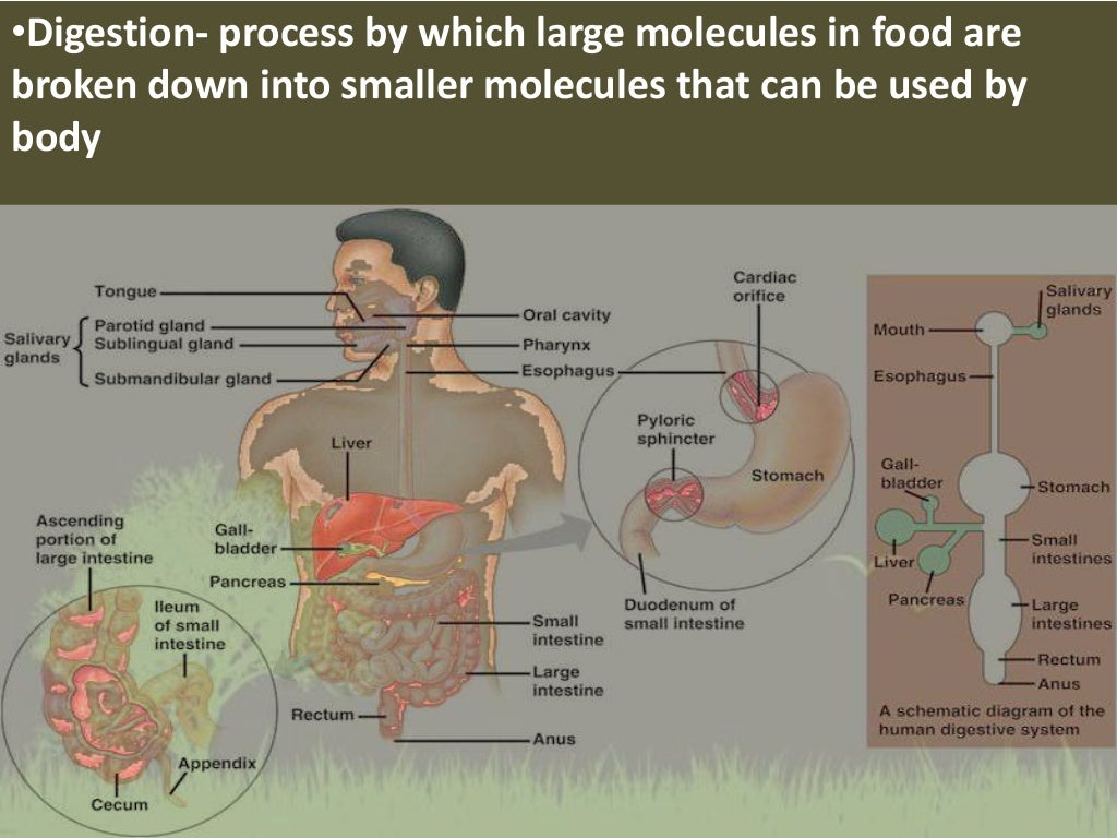 Digestive and excretory system