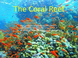 The Coral ReefBy Daisy
http://commons.wikimedia.org/wiki/Category:
Coral_reefs#mediaviewer/File:Coral_reef_in_R
as_Muhammad_nature_park_(Iolanda_reef).jp
g
 