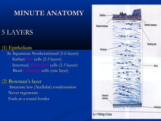 5 LAYERS5 LAYERS
(1) Epithelium
St. Squamous Nonkeratinised (5-6 layers)St. Squamous Nonkeratinised (5-6 layers)
SurfaceSurface FlatFlat cells (2-3 layers)cells (2-3 layers)
Intermed.Intermed. PolyhedralPolyhedral cells (2-3 layers)cells (2-3 layers)
BasalBasal ColumnarColumnar cells (one layer)cells (one layer)
(2)(2) Bowman’s layer
Structure less (Acellular) condensationStructure less (Acellular) condensation
Never regenerateNever regenerate
Ends as a round borderEnds as a round border
MINUTE ANATOMYMINUTE ANATOMY
 