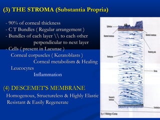 (3) THE STROMA (Substantia Propria)(3) THE STROMA (Substantia Propria)
- 90% of corneal thickness- 90% of corneal thickness
- C T Bundles ( Regular arrangement )- C T Bundles ( Regular arrangement )
- Bundles of each layer  to each other- Bundles of each layer  to each other
perpendicular to next layerperpendicular to next layer
- Cells ( present in Lacunae )- Cells ( present in Lacunae )
Corneal corpuscles ( Keratoblasts )Corneal corpuscles ( Keratoblasts )
Corneal metabolism & HealingCorneal metabolism & Healing
LeucocytesLeucocytes
Inflammation
(4) DESCEMET’S MEMBRANE(4) DESCEMET’S MEMBRANE
Homogenous, Structureless & Highly ElasticHomogenous, Structureless & Highly Elastic
Resistant & Easily RegenerateResistant & Easily Regenerate
 