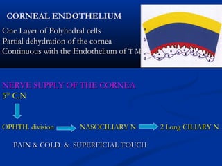 CORNEAL ENDOTHELIUMCORNEAL ENDOTHELIUM
One Layer of Polyhedral cellsOne Layer of Polyhedral cells
Partial dehydration of the corneaPartial dehydration of the cornea
Continuous with the Endothelium ofContinuous with the Endothelium of T MT M
NERVE SUPPLY OF THE CORNEANERVE SUPPLY OF THE CORNEA
55THTH
C.NC.N
OPHTH. division NASOCILIARY N 2 LongOPHTH. division NASOCILIARY N 2 Long CILIARY NCILIARY N
PAIN & COLD & SUPERFICIAL TOUCHPAIN & COLD & SUPERFICIAL TOUCH
 