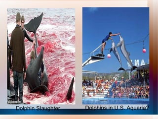 Dolphin Slaughter Dolphins in U.S. Aquaria? 