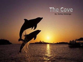 The Cove  The Cove The Cove By: Ashley Matanga  By: Ashley Matanga By: Ashley Matanga  