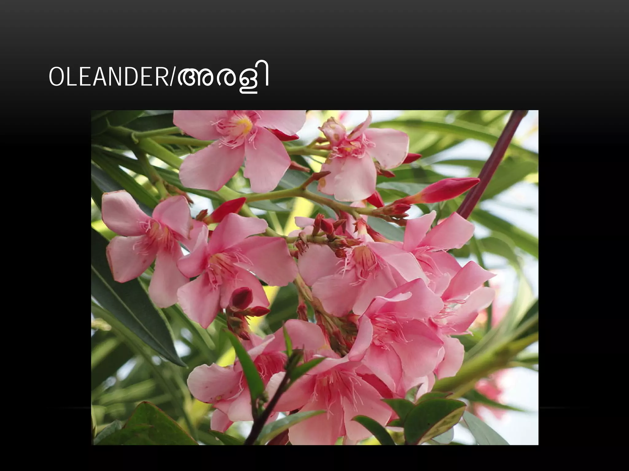 OLEANDER/അരളി
 